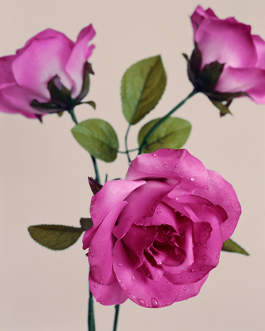    Roses  (from  Botanicals  series)  ,&nbsp;2014. 40 x 32 inches. Pigment print.  