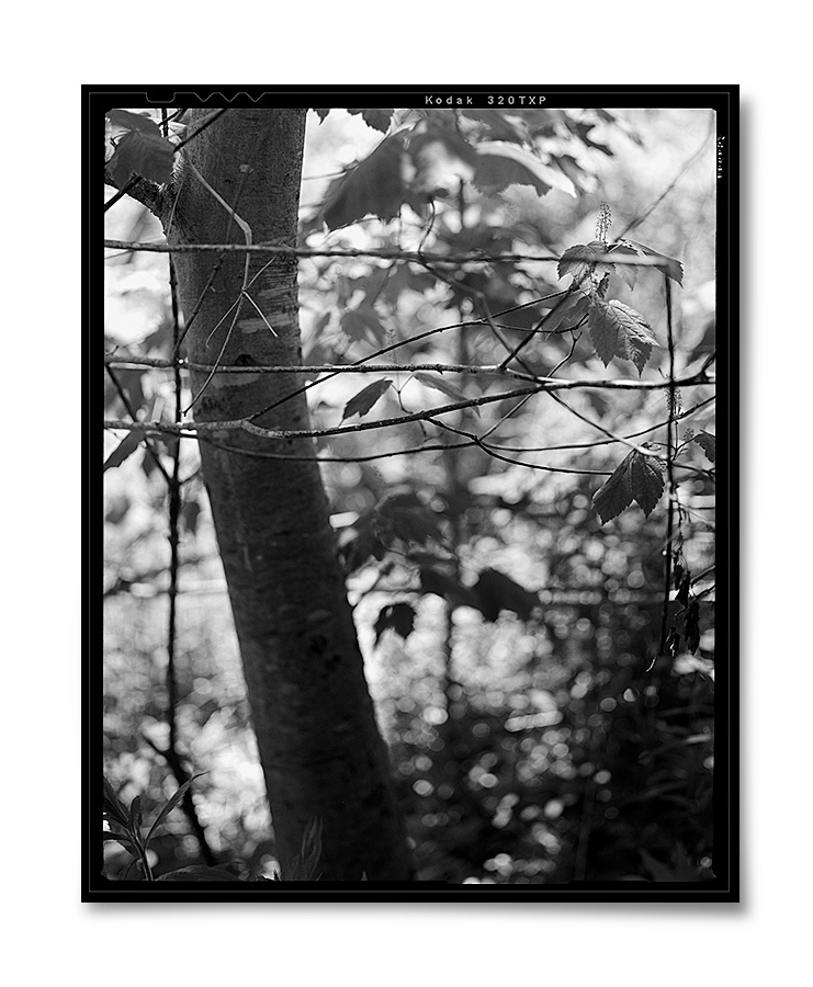    Those I Knew 1 ,  &nbsp;  2015  . 4.5  &nbsp;x 5.5  &nbsp;inches. Silver gelatin contact print.  