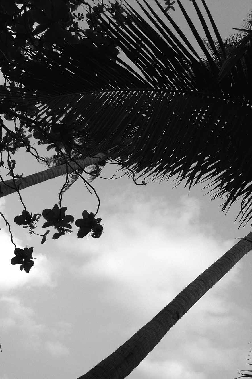 Kho Phanghan palm trees
