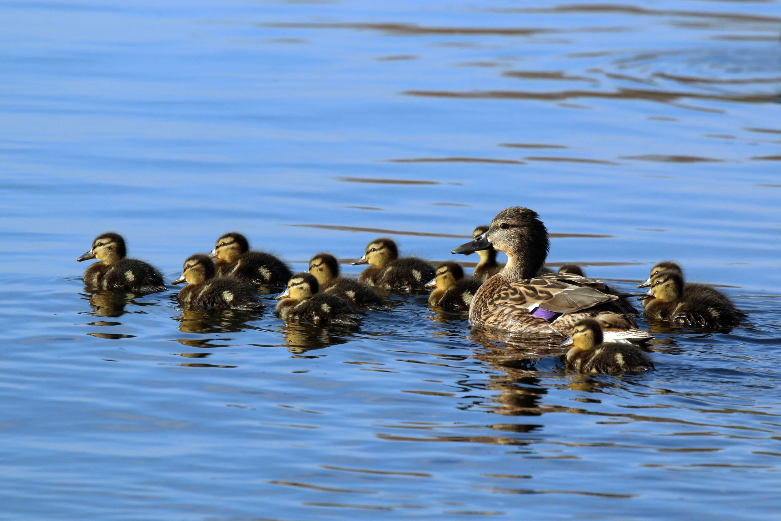A mother duck and her ducklings.