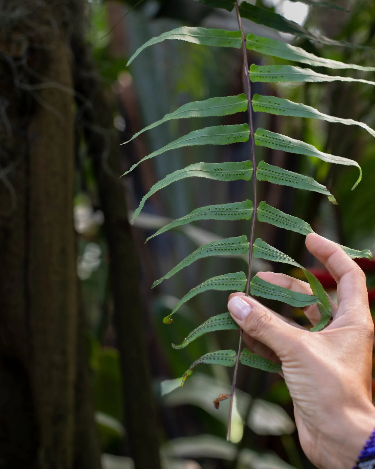 I've always been obsessed with leaves.
Not just their beauty their geometry. The way a single leaf holds an entire architecture within it. Veins that branch like rivers, edges that repeat like a quiet rhythm, shapes that are both perfectly logical an