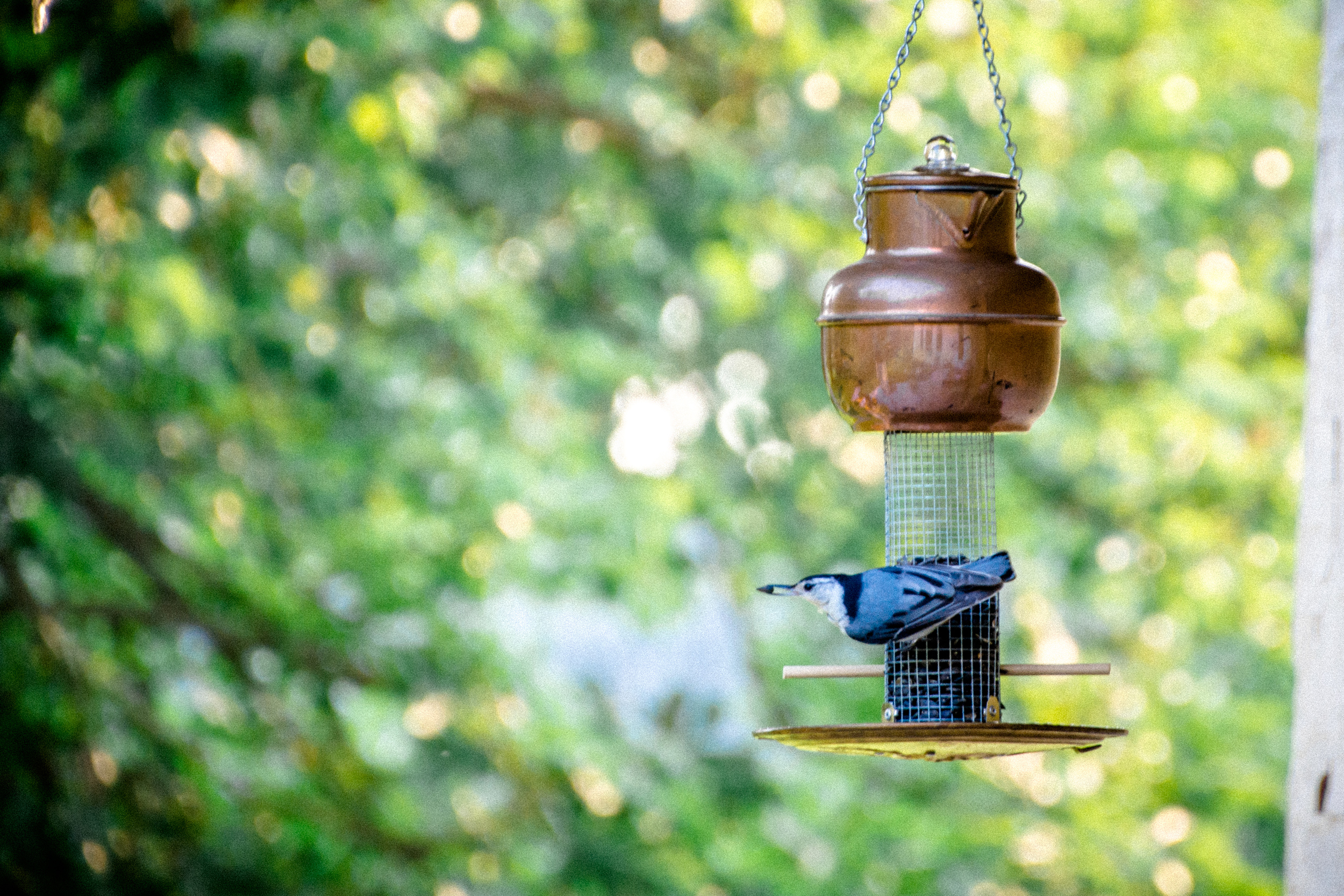 Copper Pot with Nuthatch