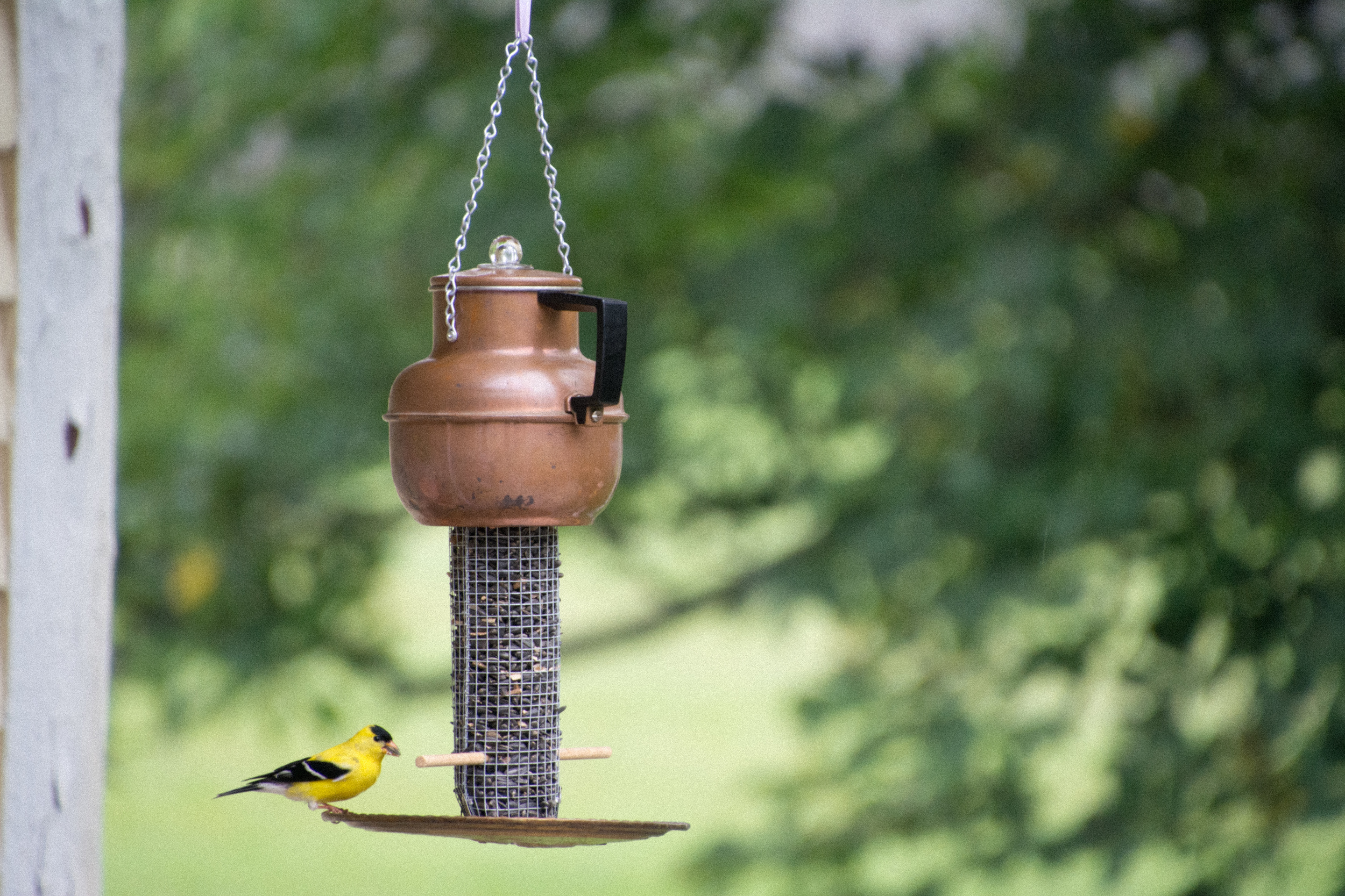 Copper Pot with American Goldfinch