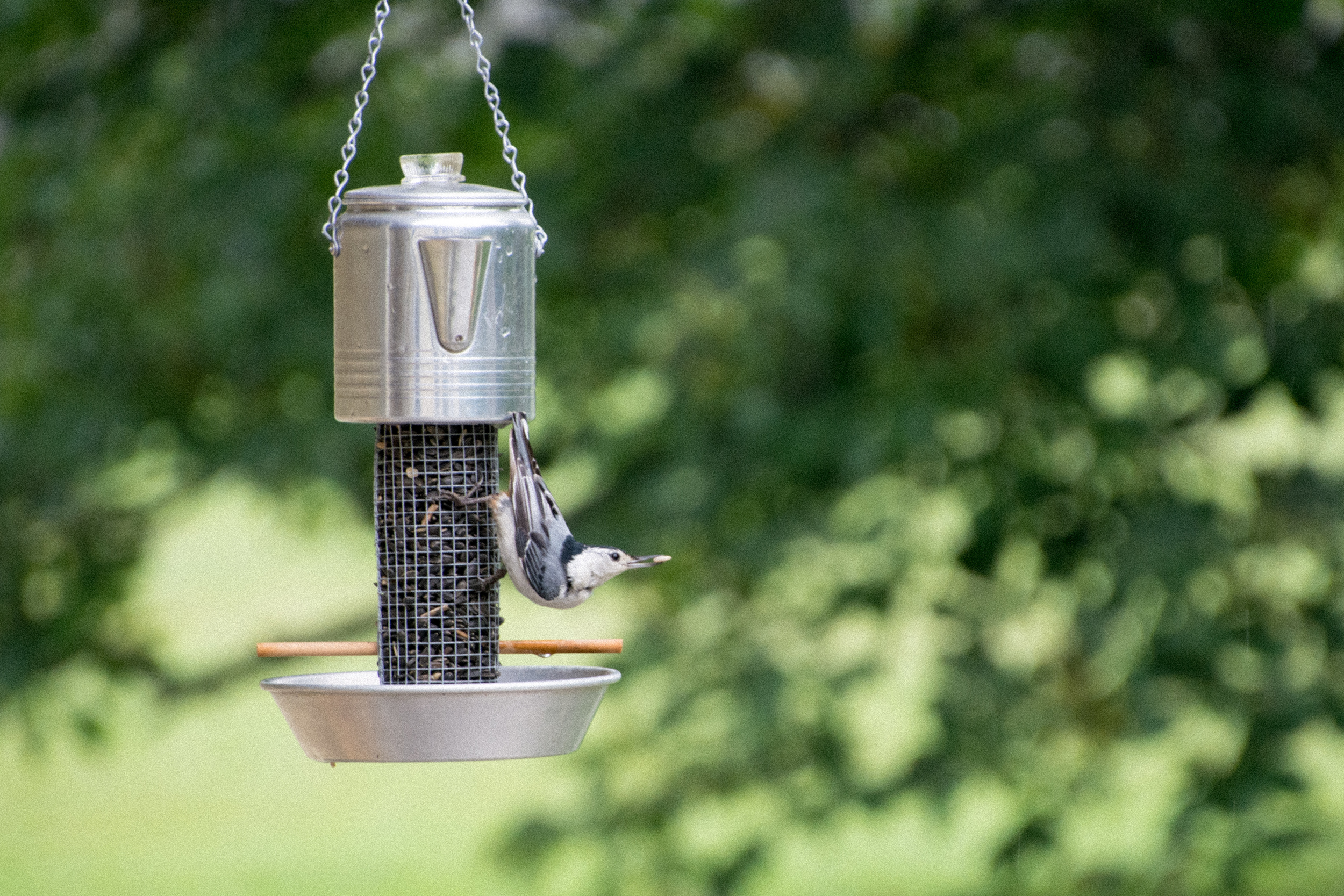 Aluminum Coffee Pot with Nuthatch
