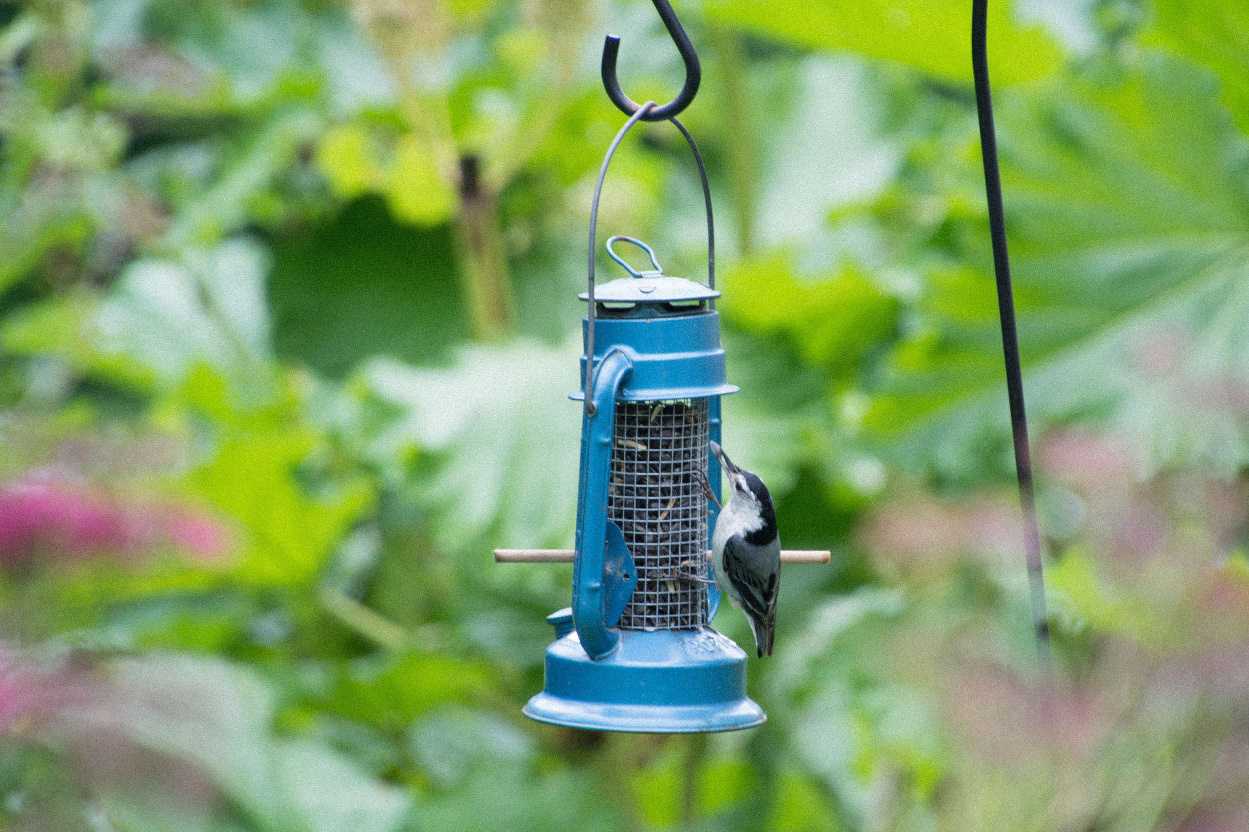 Blue Lantern with Nuthatch