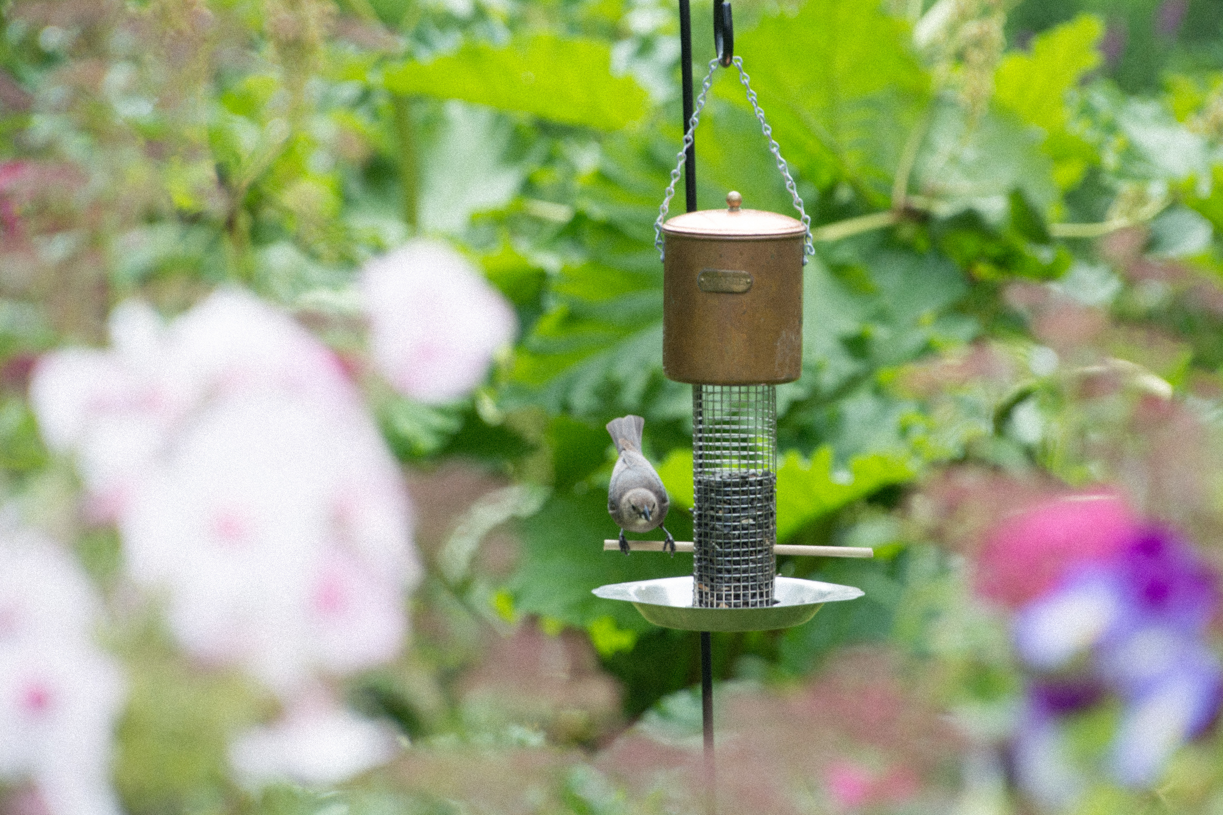 Coffee Pot with Catbird