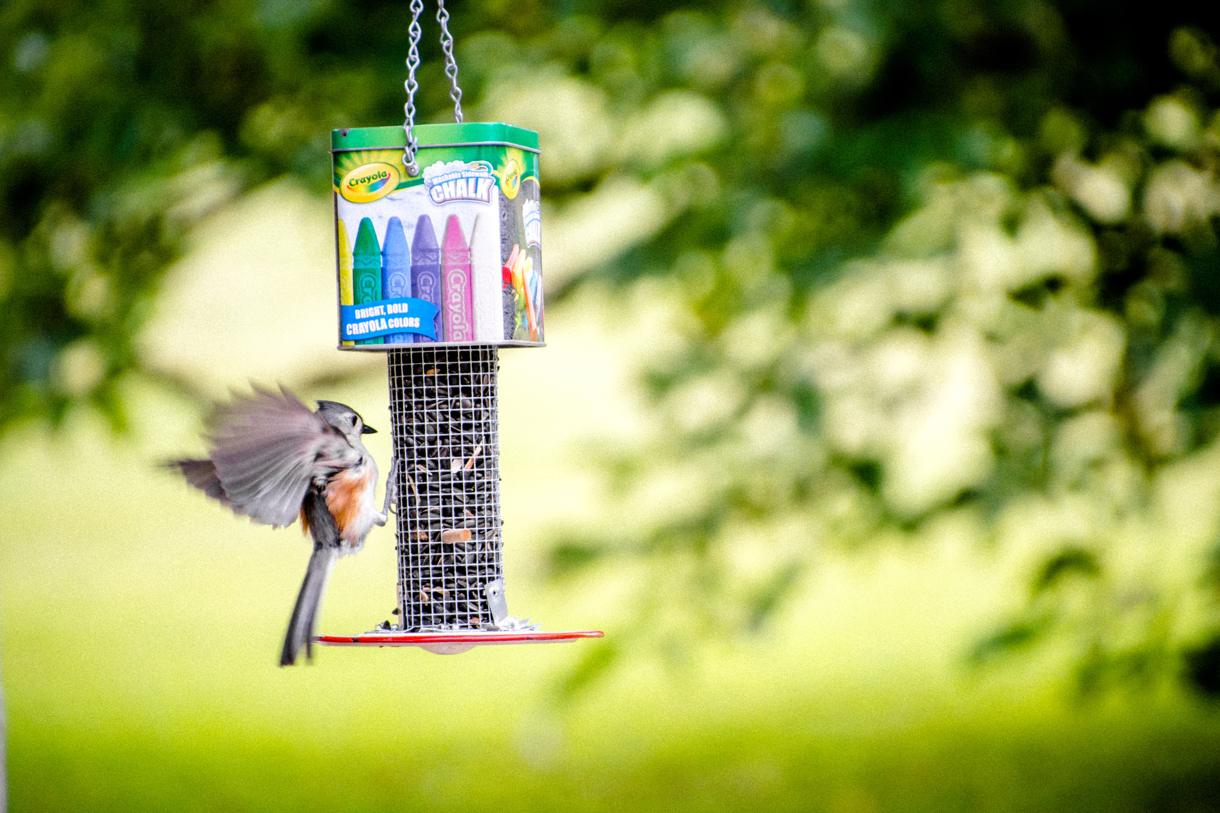 Crayola Tin with Titmouse