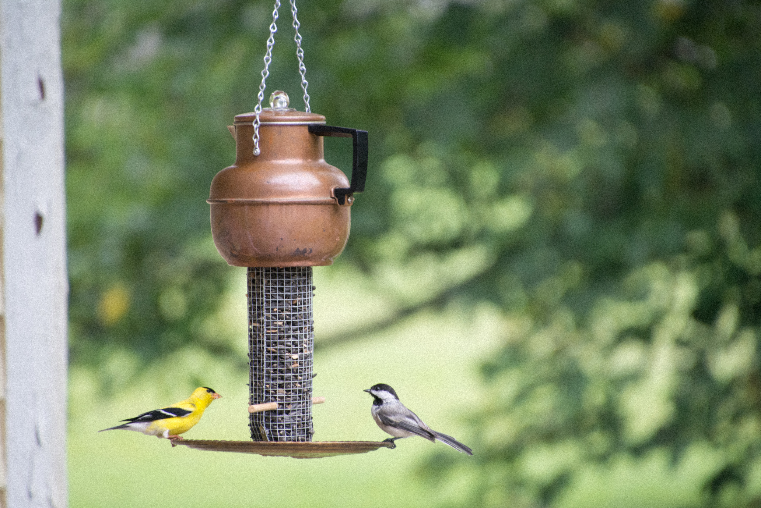 Copper Pot with Goldfinch and Chickadee