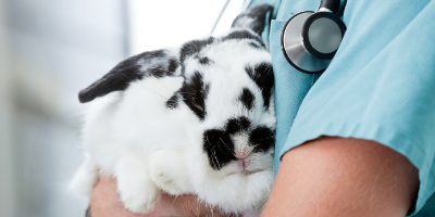 Find a major and a career you’ll love working with animals.