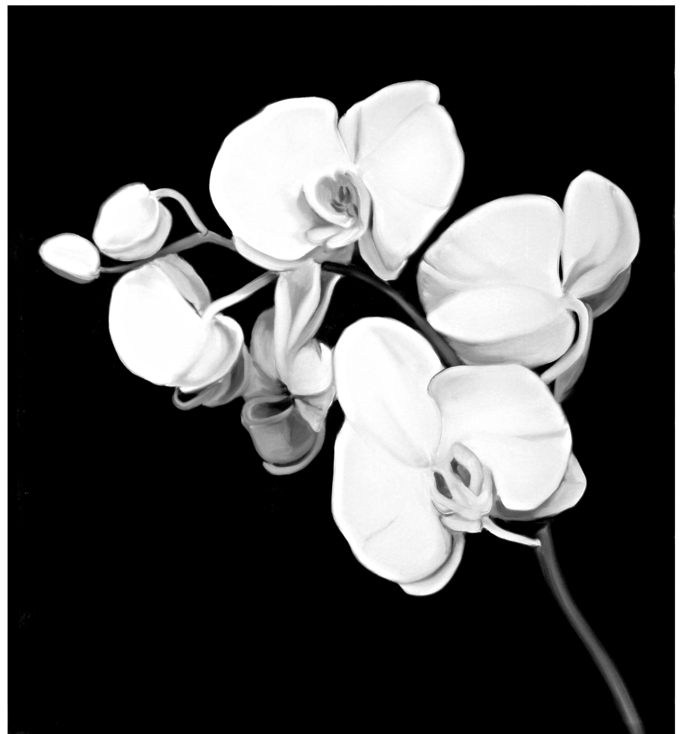 Orchids (Robert Mapplethorpe 1989)