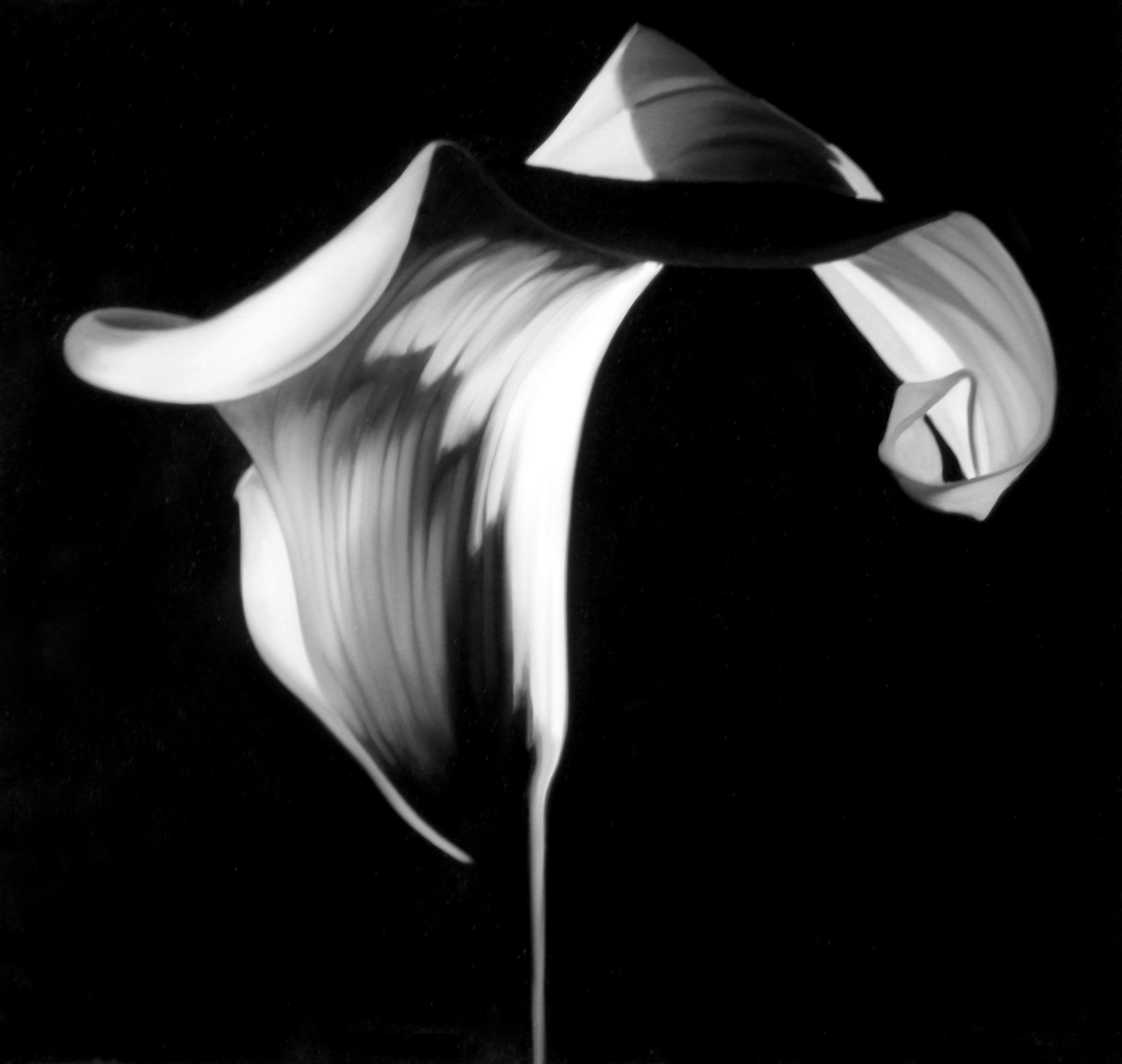 Calla Lily #3 (Robert Mapplethorpe 1987)