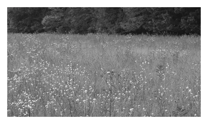 meadow copy.jpg