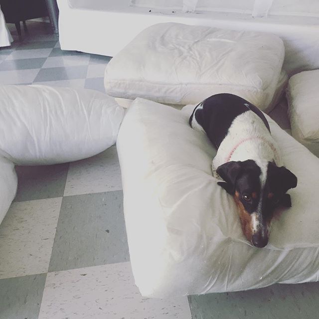 Enjoying couch washing day. Once the covers are clean, he and Chuy will play in some mud and make their marks all over again. #worthit #dachshundsofinstagram #piebalddachshund #ikeaektorp #ourdoghatch