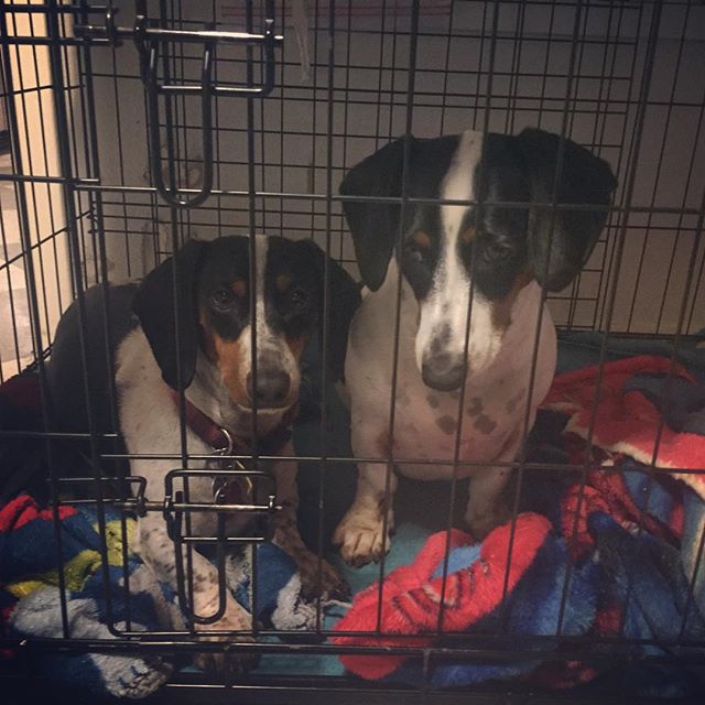 Oh hi. We're in the kennel cuz we have mud between our toes. #dachshundsofinstagram #nationalpuppyday #piebalddachshund