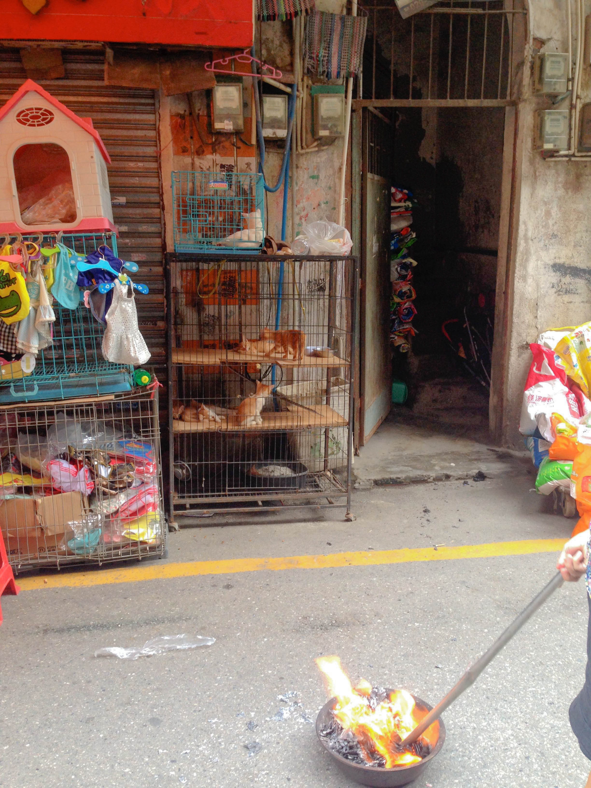 Here you can buy a cat for a pet. . . or for something else. . .