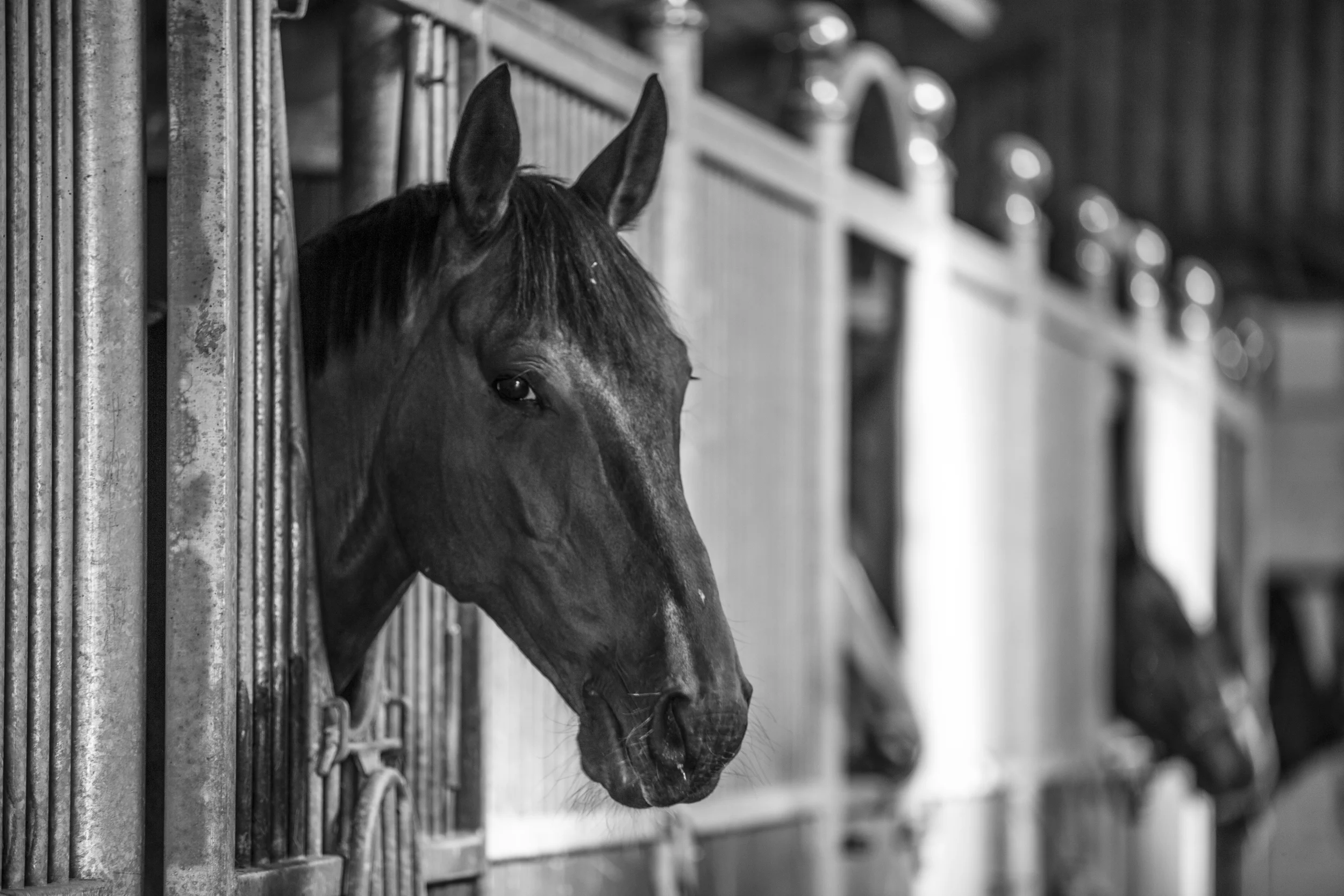 ADDO Photography-2.jpg