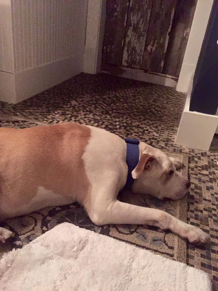 zeus.jpg