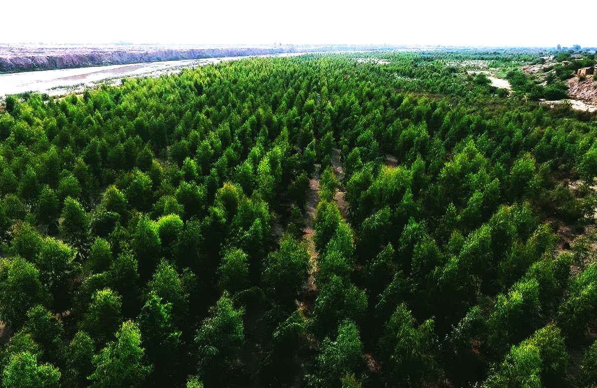 Billion Tree Tsunami.jpg