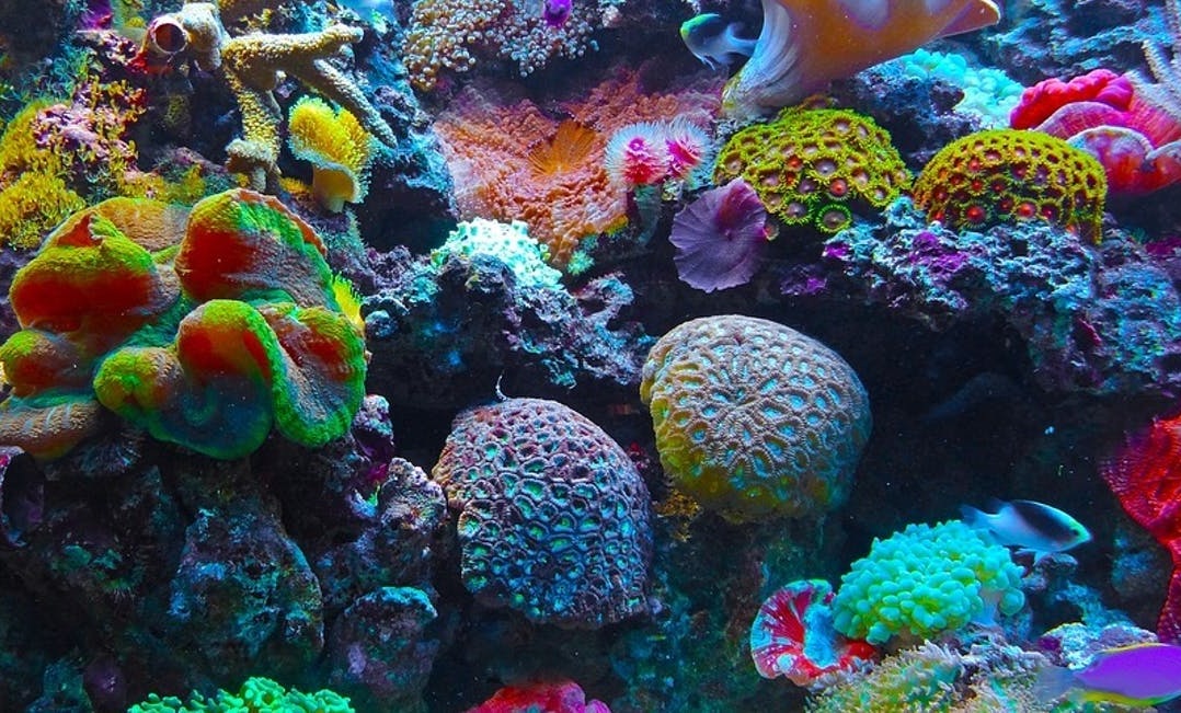 coral-reefs-are-colorful-to-protect-themselves-from-the-sun.jpg