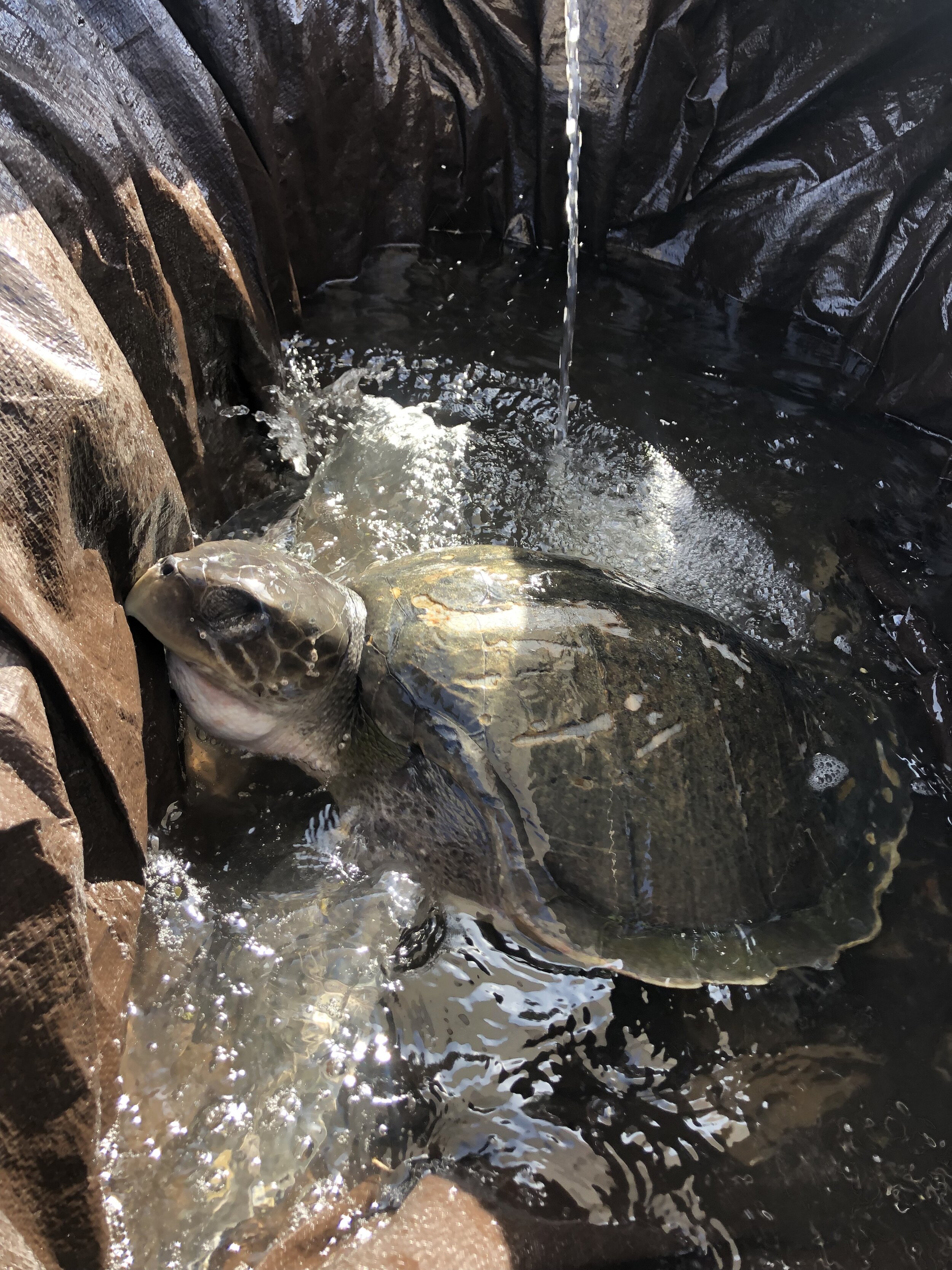 UPON ARRIVAL A MAKESHIFT FRESHWATER TANK TO COMBAT HER EXTREME DEHYDRATION.