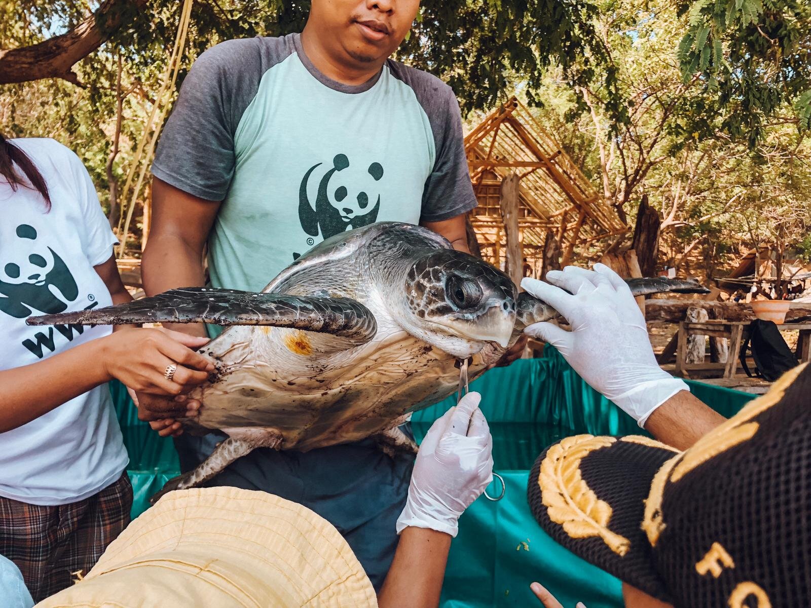 THE TURTLE WAS INSPECTED AND DETAILS LOGGED BY WWF OFFICIALS BEFORE BEING RELEASED BACK INTO THE WILD.