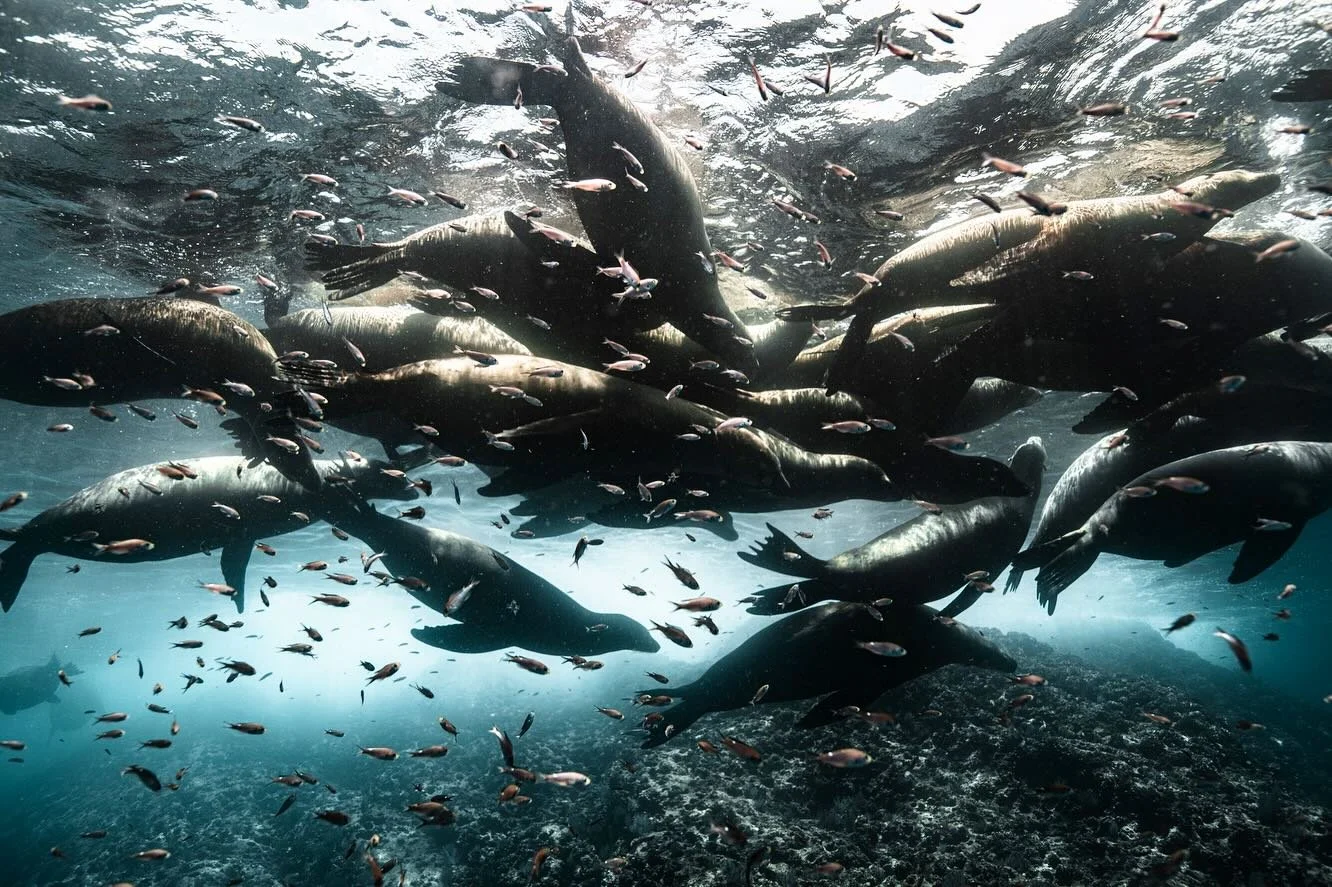 &bull; Sea Lion Siestita &bull;

Grateful to have my work featured in the latest print issue of one of my favourite publications @oceanographic_mag. This image was captured last summer at one of our most beautiful dive sites, with our sweetest playfu
