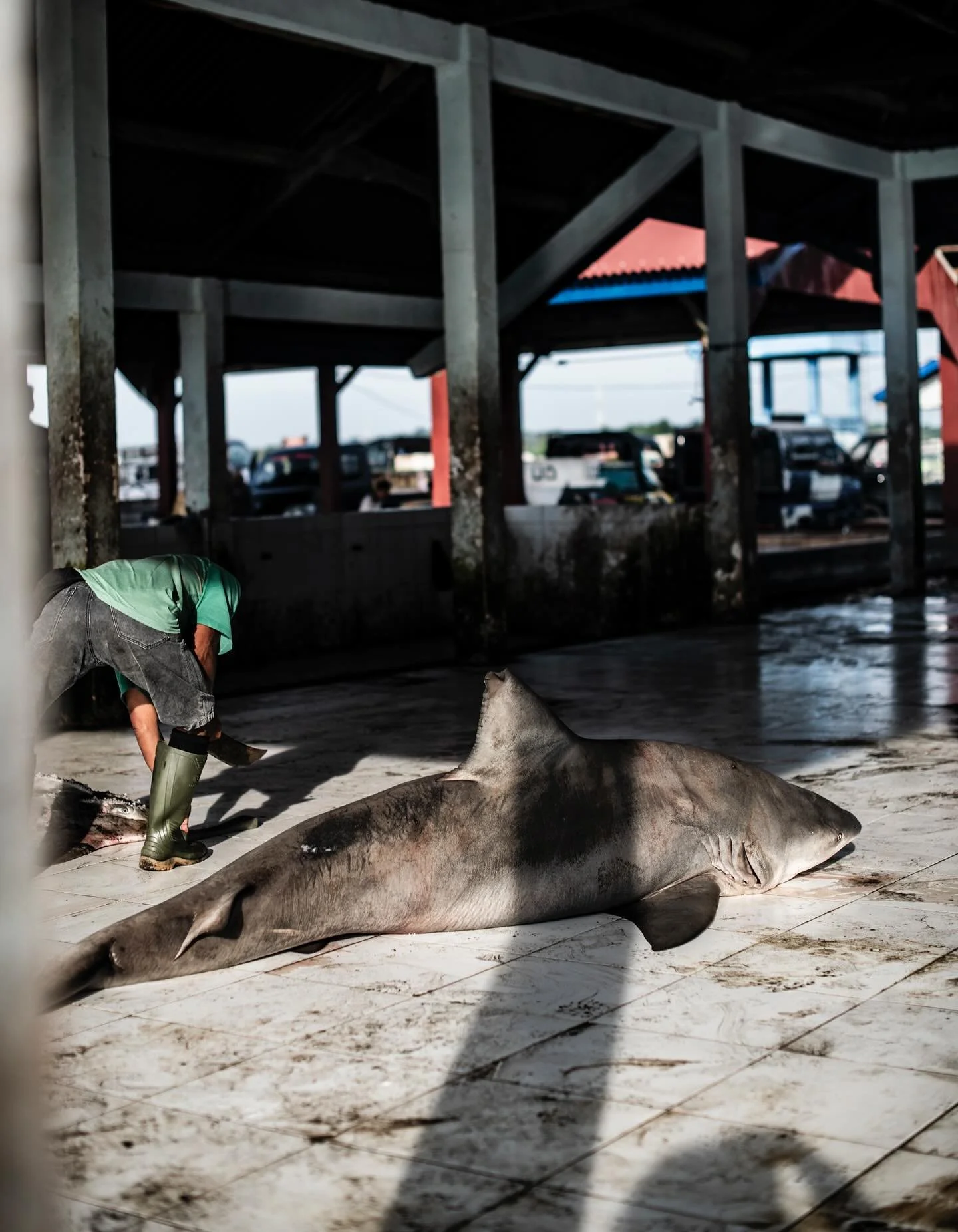 &bull; Ripped at the Core &bull;

Sadly conservation photography isn&rsquo;t always displays of oceanic wonder and sharing the beauty of our underwater world. Often it means facing up to the darkest parts of humanity and how we are failing the creatu