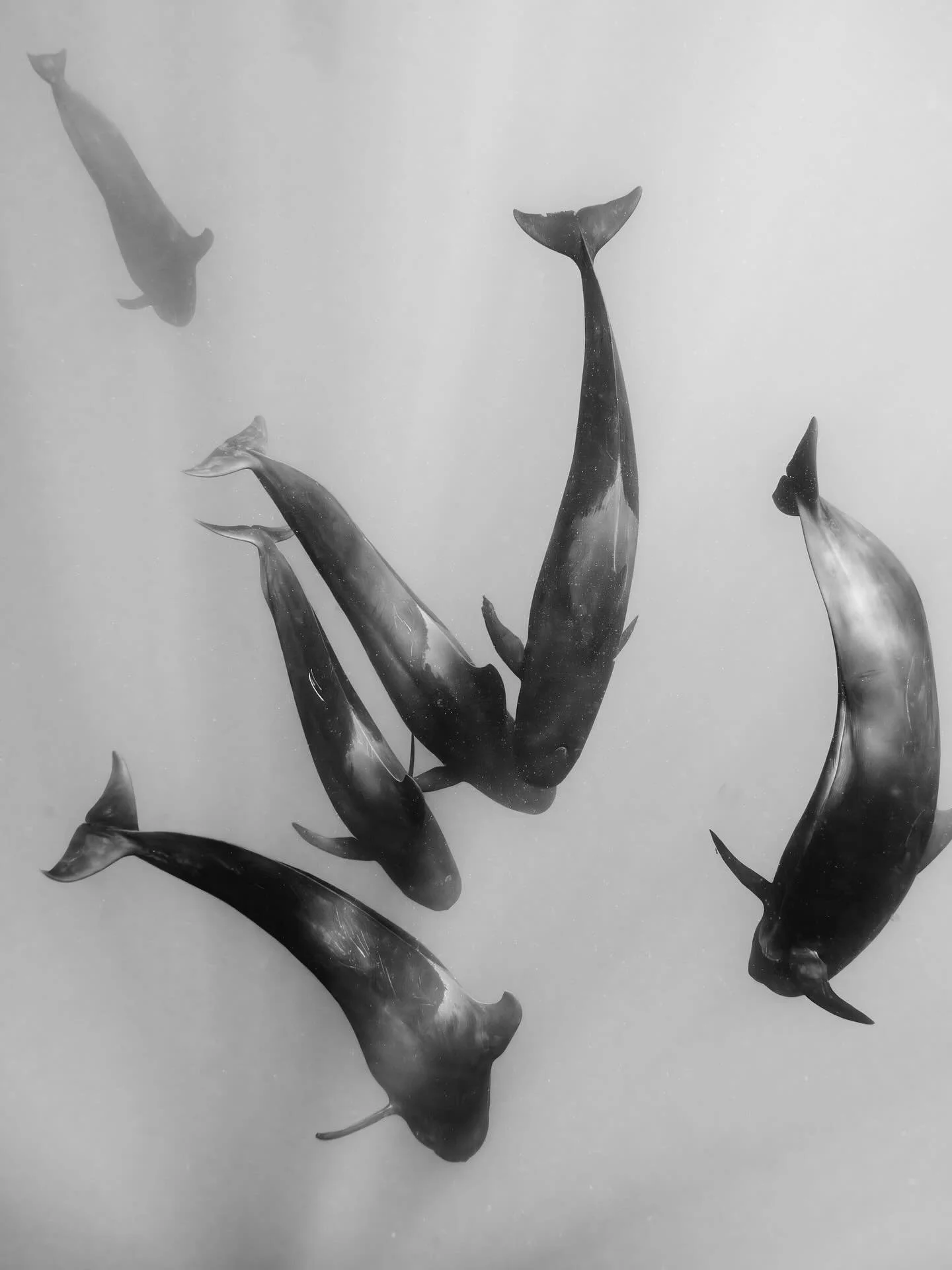 &bull; Memories of Muses &bull;

As a traveller who is constantly on the move right now, it can sometimes be hard to find the time to sit and just create for the joy of the art. In these stolen moments I love nothing more than revisiting the archives