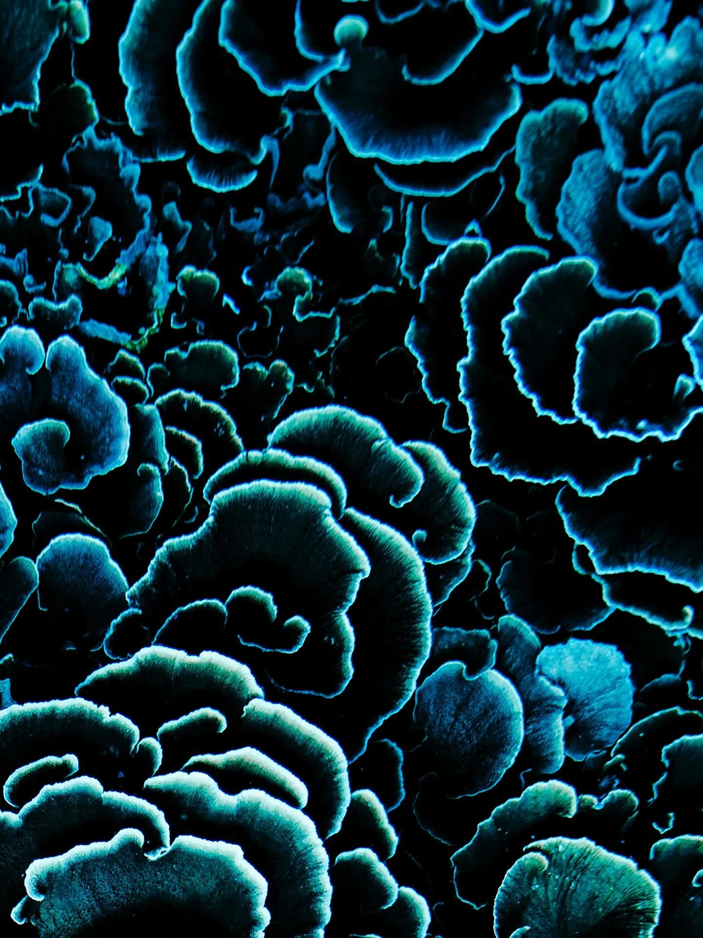 &bull; Return to the Reef &bull;

With the state our gardens are in I have become increasingly emotionally attached to them, as well as the artworks that I have created within them. Every time I see a new headline about global bleaching this sinking 