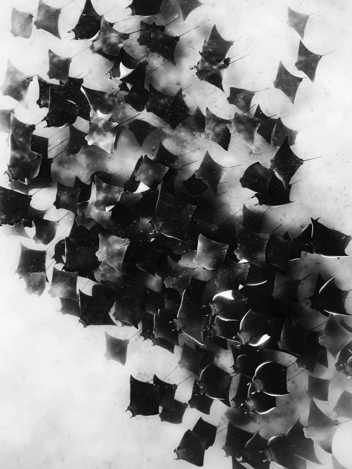 &bull; Dancing in the Depths &bull; 

To be submerged is to be alive. It&rsquo;s been months since I last got to properly dive in our aquatic wilderness with my lens and I can&rsquo;t express how much it pours into my soul. To dance amongst these cre