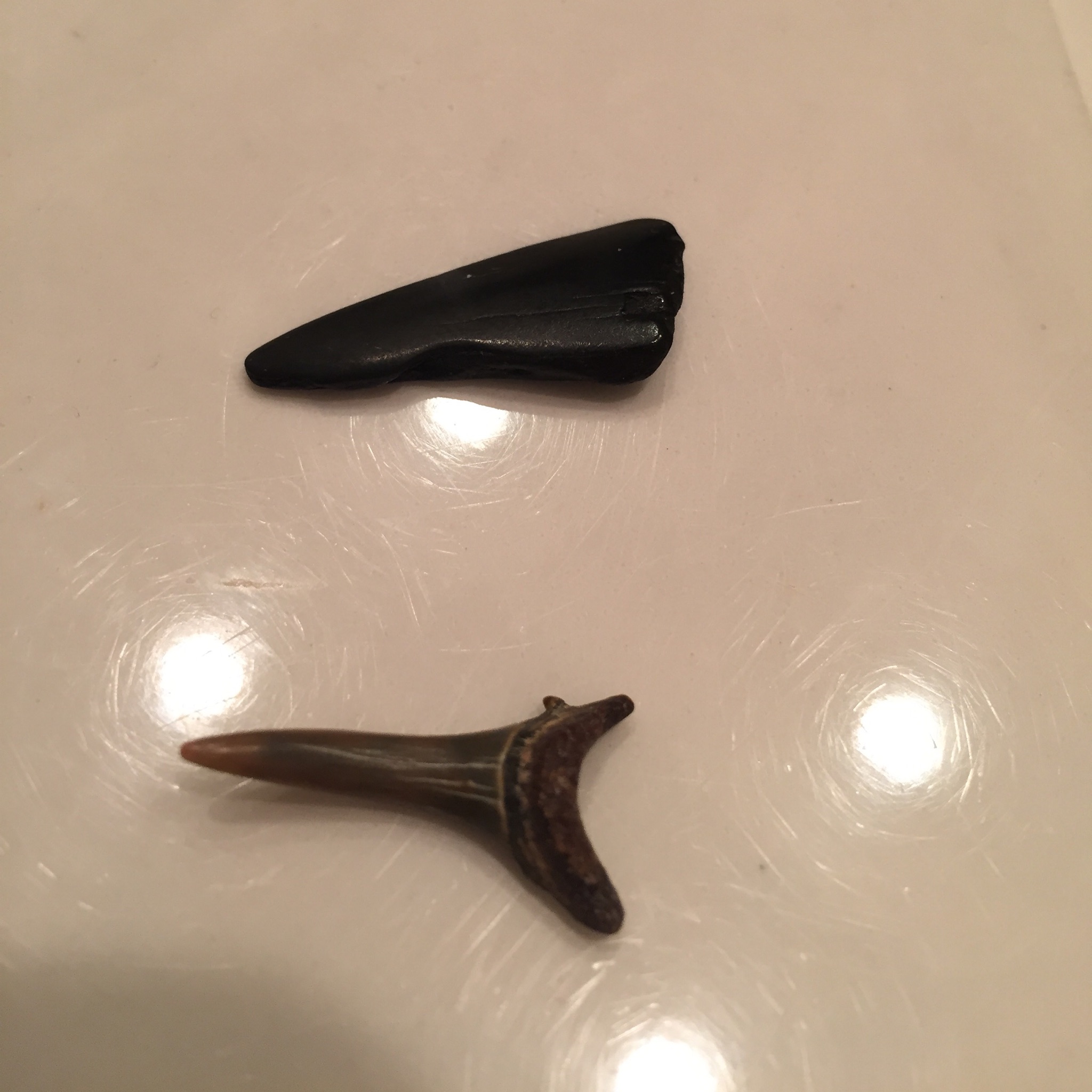 { Hi Shark Week, is that you? These are real shark teeth. If you got the chills, it's cool so did I. }