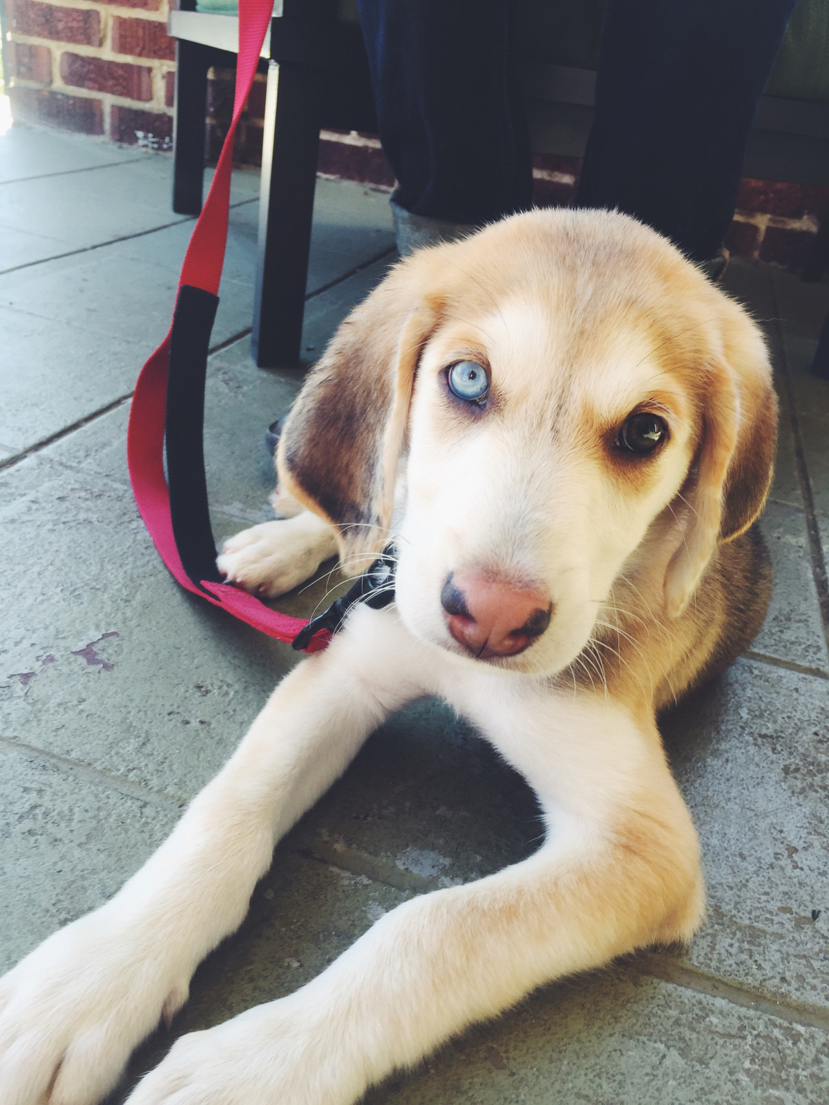 { Those eyes can melt your heart. Oh-my goodness. }