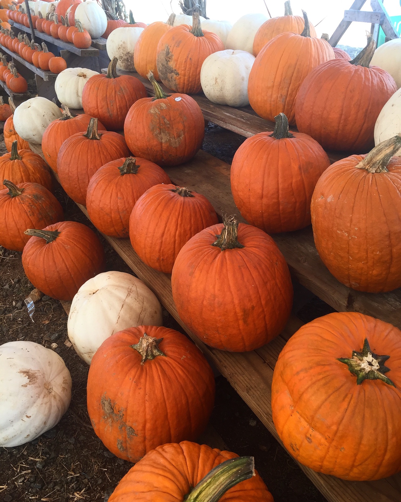 { If you don't take a trip to the pumpkin patch, did fall even happen? }
