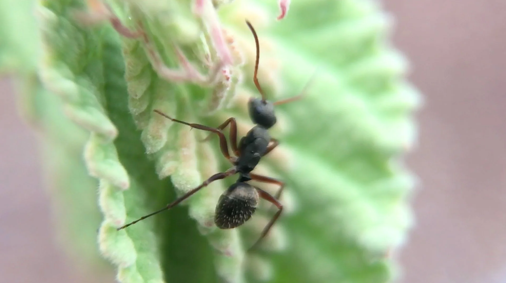 crawlerdoc_pitchstill2.jpg