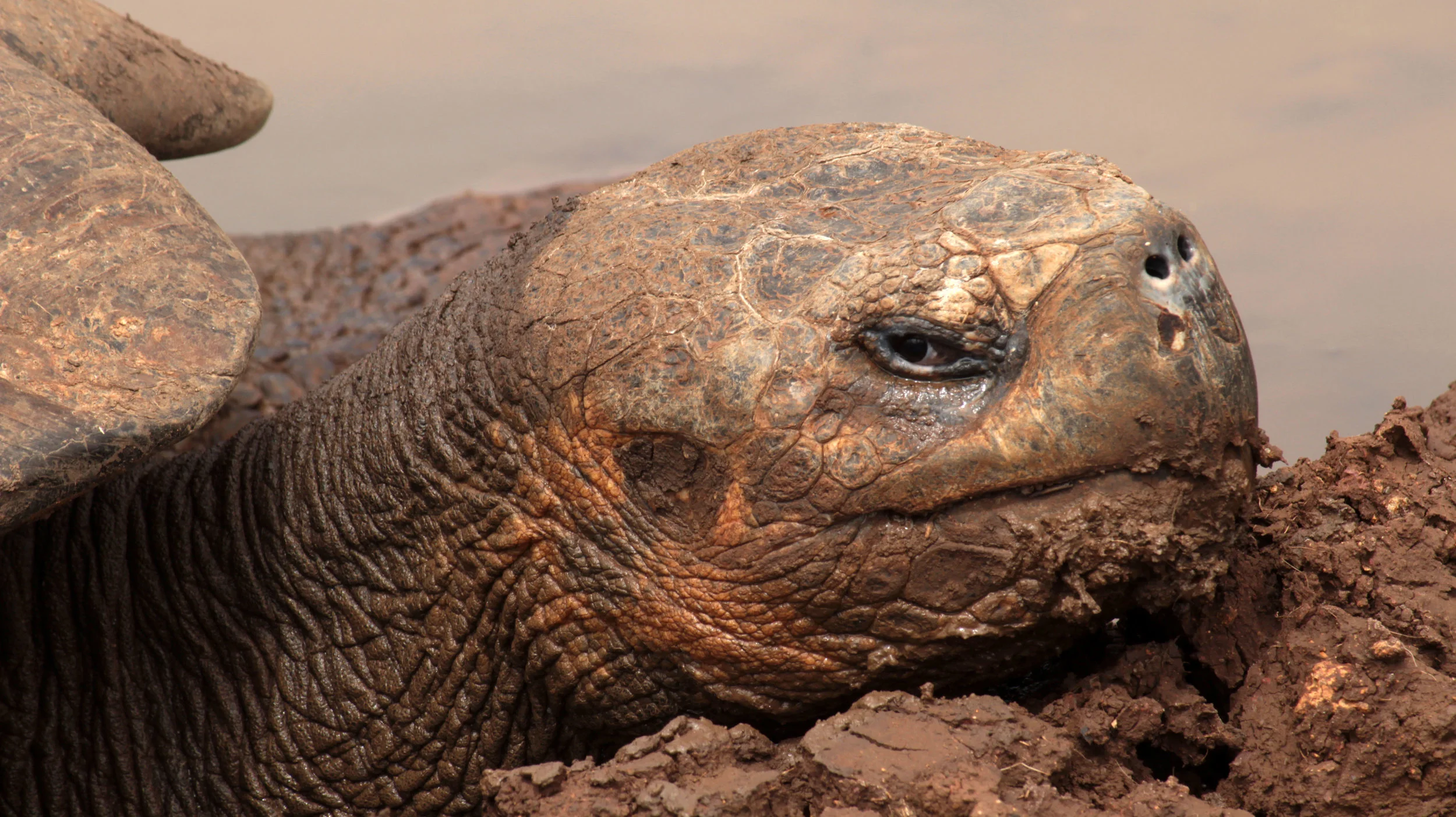 tortoise-santa-cruz-highlands.jpg