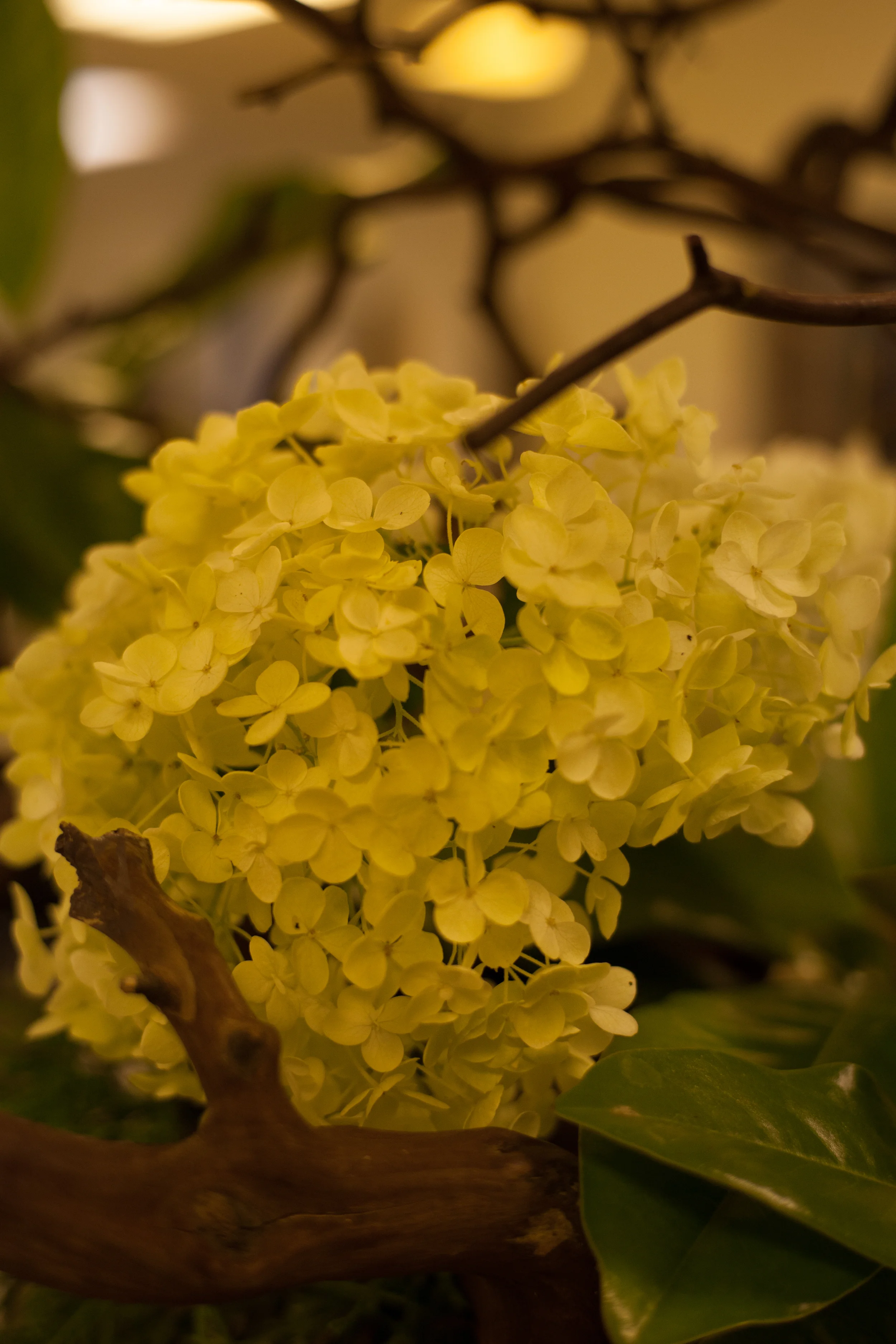 Ikebana, the Japanese art of flower arrangment.
