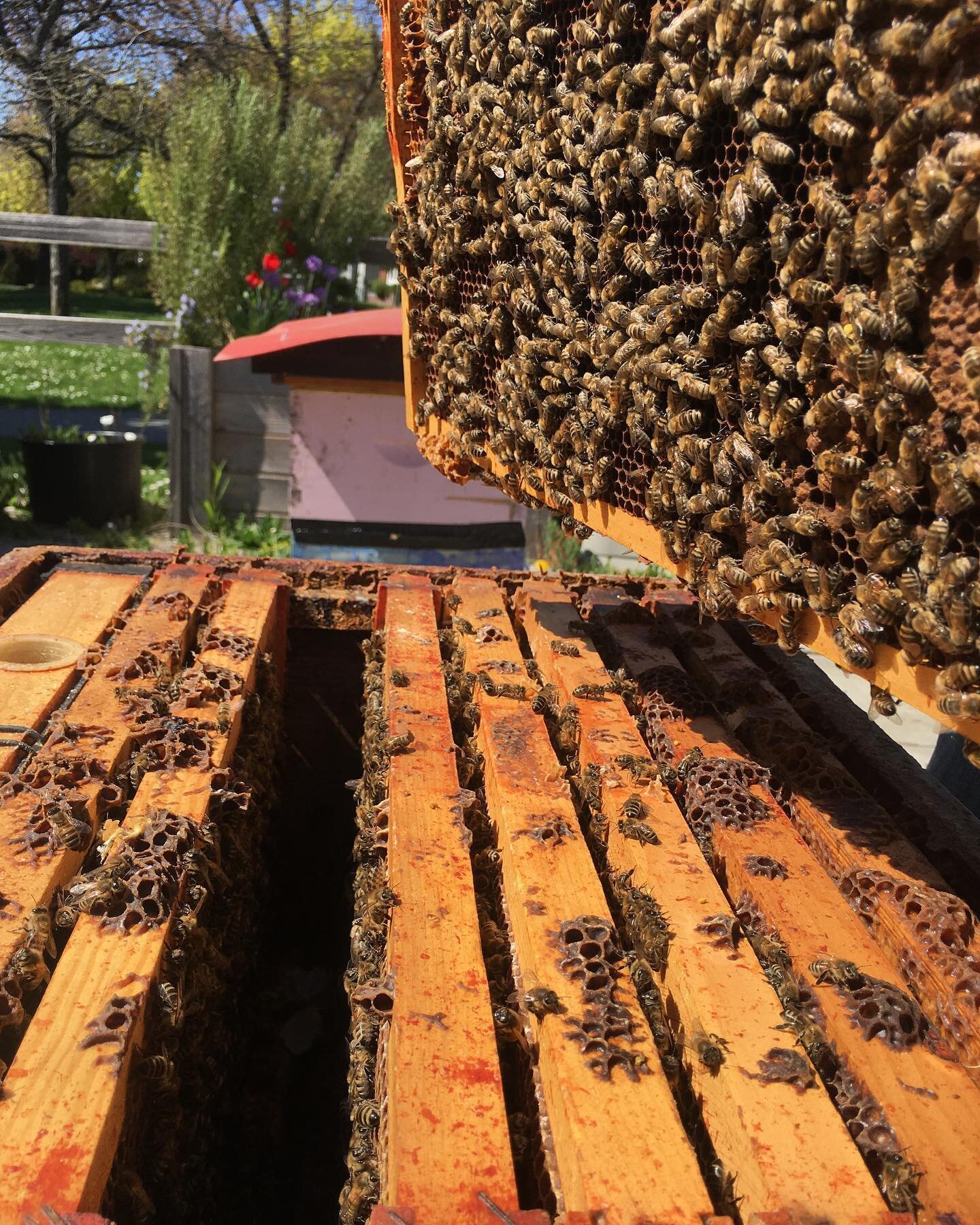 Beginning with bees. Cultivating wisdom in the constitution of the bee commune. #hiveculture #psychic #apiary #requeening #beekeeping #honeycomb