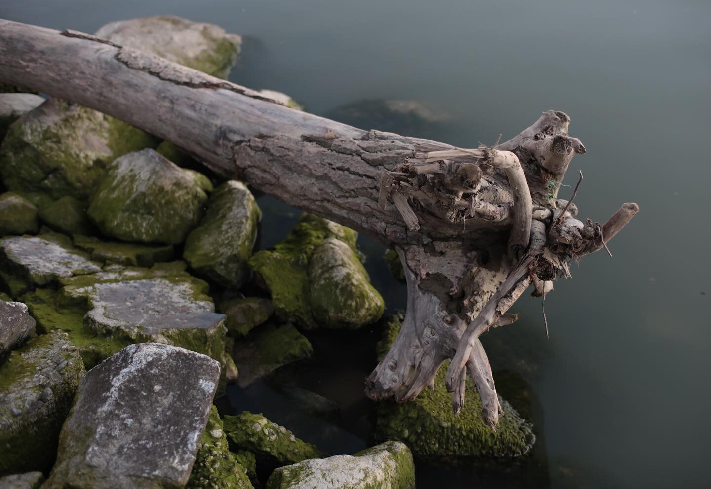 &ldquo;My roots are firmly planted in the very soil that my ancestors are buried in...anywhere you open the earth there is evidence...it is written in the earth&rdquo; - Debra Sparrow.  This is the &lsquo;Fraser River Park&rsquo;. Traditional Musquea