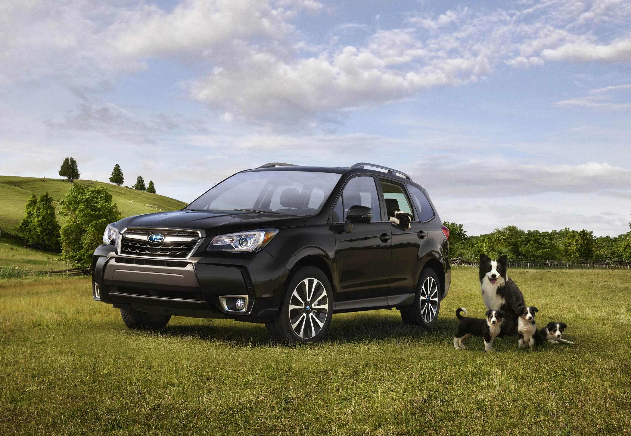 pups_v6a_(110).jpg