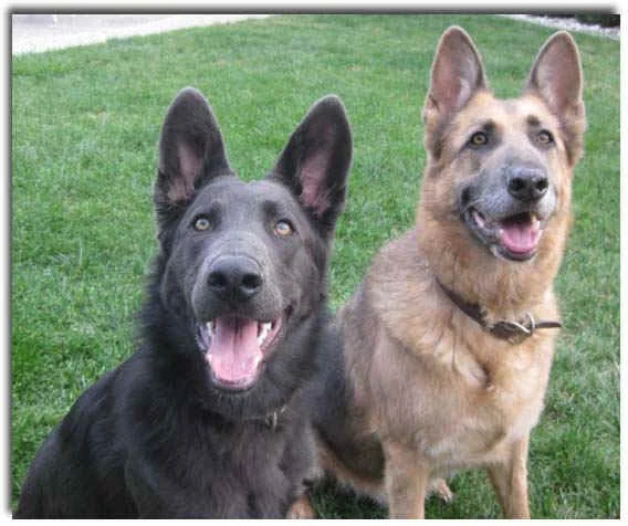 Spragues German Shepherds California German Shepherd Dog Breeder