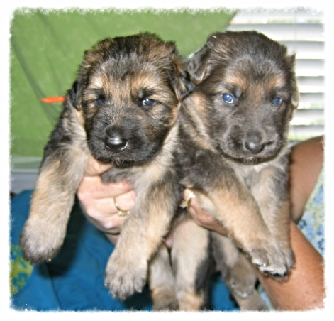 german shepherd puppies with blue eyes
