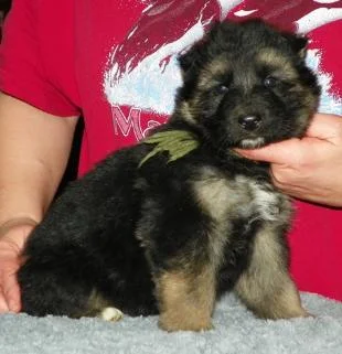 Jessie_Hierk_puppies_5_weeks_011-310x321.jpg