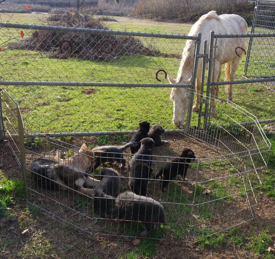 Meeting one of our horses