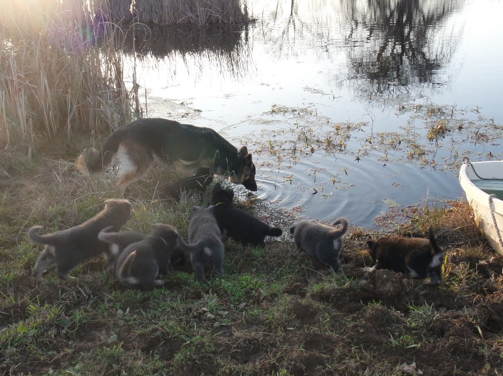 All puppies get introduced our pond (and usually love it)