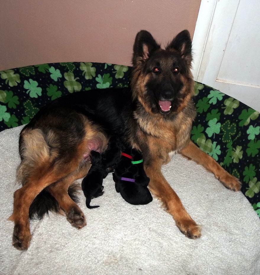 Lily with her new babies happy & safe in our home