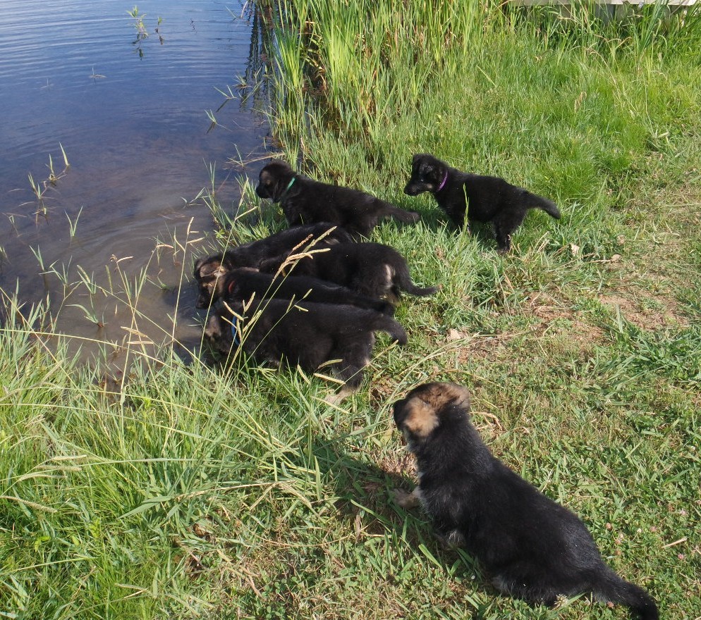 All puppies get introduced to our pond (and usually love it)