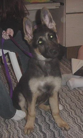 lexi14wks.jpg