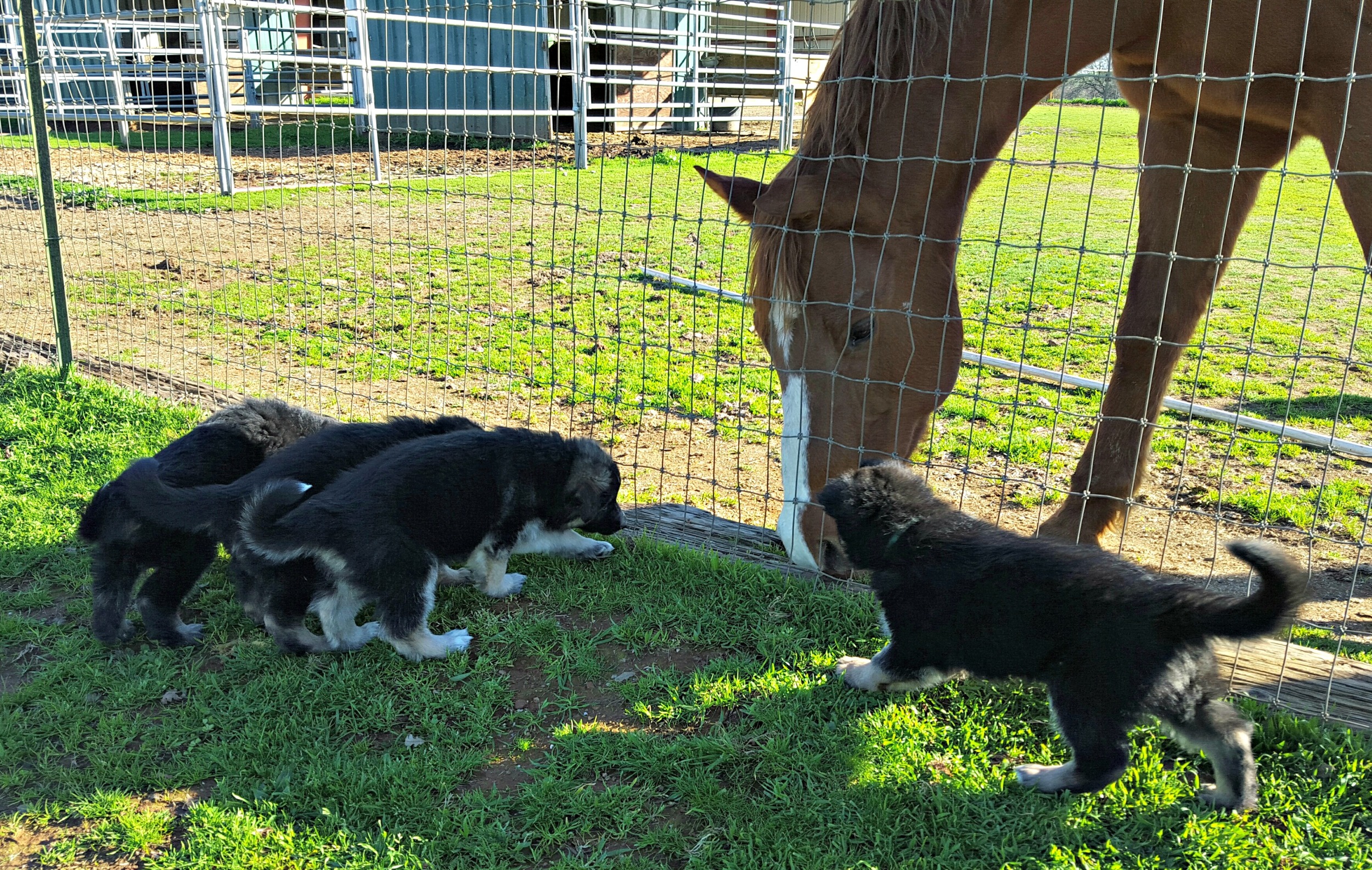 Lots of horses to meet around our ranch