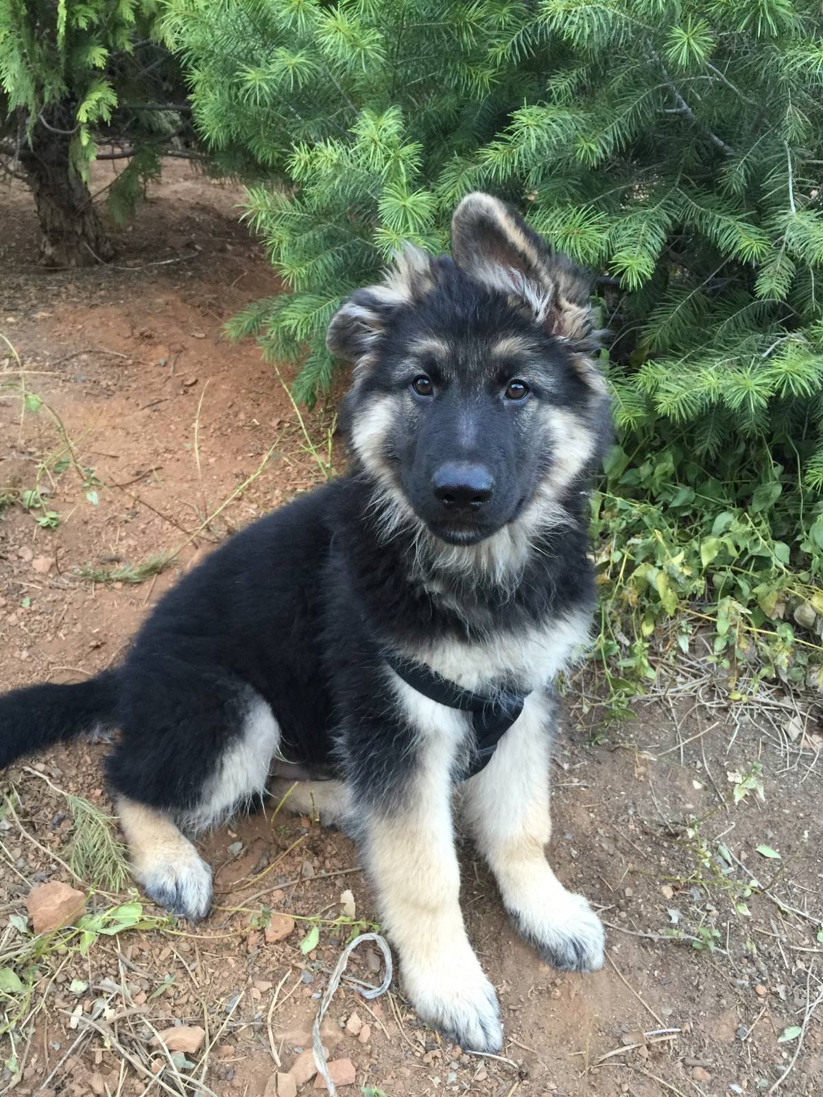 Sprague's German Shepherds | California German Shepherd Dog Breeder