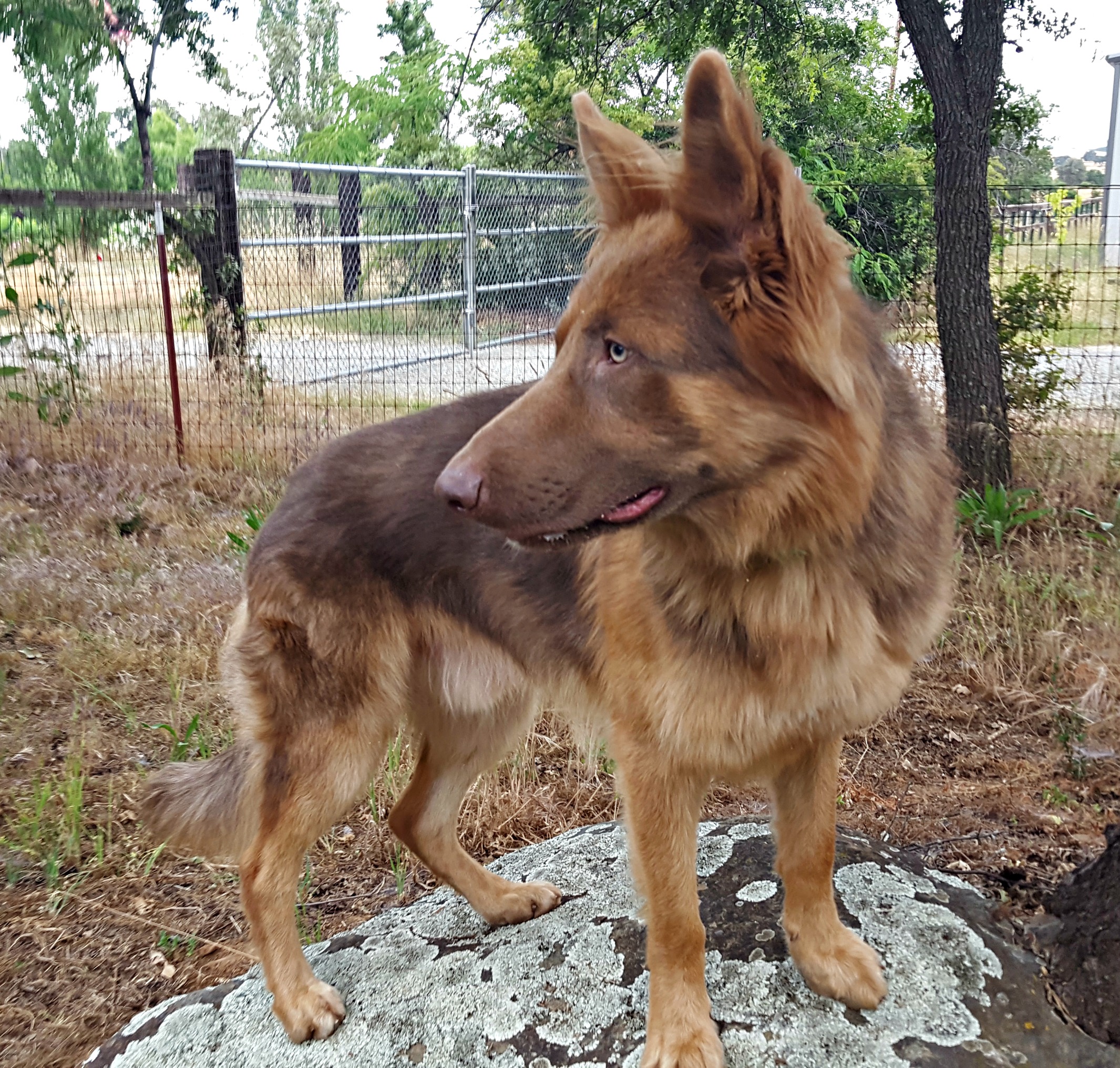 liver colored shepherd